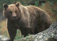 /album/fotogaleria/oso-d-rusia-jpg1/